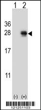 Anti-PMCH Rabbit Polyclonal Antibody