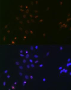 Immunofluorescence analysis of NIH/3T3 cells using Anti-SPT5 Antibody [ARC2380] (A308173) at a dilution of 1:100 (40X lens). DAPI was used to stain the cell nuclei (blue)