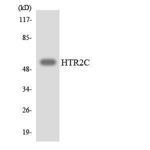 Anti-5HT2C Receptor Rabbit Polyclonal Antibody