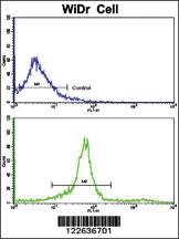 Anti-KLC1 Rabbit Polyclonal Antibody