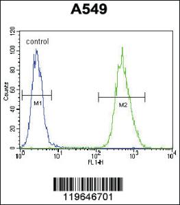 Anti-COX10 Rabbit Polyclonal Antibody