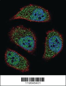 Anti-COX10 Rabbit Polyclonal Antibody