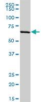 Anti-PLTP Rabbit Polyclonal Antibody