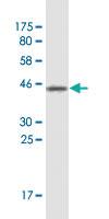 Anti-LONRF1 Mouse Monoclonal Antibody [clone: 3F2]