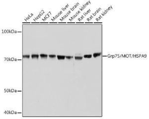 Anti-Grp75/MOT antibody