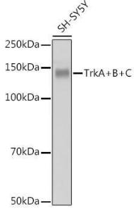 Western blot analysis of extracts of SH-SY5Y cells, using Anti-TrkA +TRkB + TrkC Antibody [ARC2649] (A309687) at 1:1,000 dilution. The secondary antibody was Goat Anti-Rabbit IgG H&L Antibody (HRP) at 1:10,000 dilution.