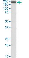 Anti-IQGAP1 Goat Polyclonal Antibody