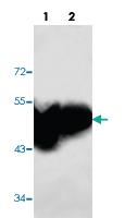 Anti-AICDA Rabbit Polyclonal Antibody