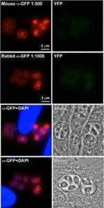 Anti-GFP Mouse Monoclonal Antibody (PE (Phycoerythrin)) [clone: 168AT1211]