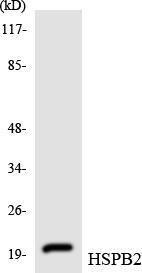 Western blot analysis of the lysates from HeLa cells using Anti-HSPB2 Antibody