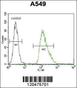 Anti-ENTPD3 Rabbit Polyclonal Antibody