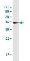 Anti-LONRF1 Mouse Monoclonal Antibody [clone: 1D9]