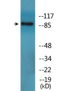 Western blot analysis of lysates from HepG2 cells treated with Na3VO4 0.3mM 40' using Anti-VE-Cadherin (phospho Tyr731) Antibody