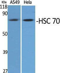 Anti-Hsc70 Rabbit Polyclonal Antibody