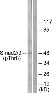 Western blot analysis of lysates from RAW264.7 cells using Anti-Smad2 + Smad3 (phospho Thr8) Antibody. The right hand lane represents a negative control, where the Antibody is blocked by the immunising peptide