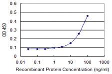 Anti-RASL11B Mouse Monoclonal Antibody [clone: 1B5]