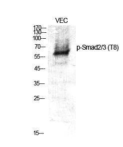 Western blot analysis of various cells using Anti-Smad2 + Smad3 (phospho Thr8) Antibody