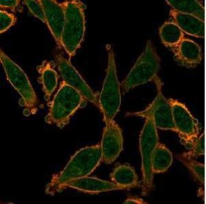 Immunofluorescent analysis of PFA-fixed HeLa cells stained with Anti-ZNF276 Antibody [PCRP-ZNF276-1A5] followed by Goat Anti-Mouse IgG (CF&#174; 488) Membrane stained with Phalloidin