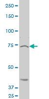 Anti-ANOS1 Mouse Polyclonal Antibody