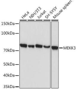 Antibody A307125-100 100 µl