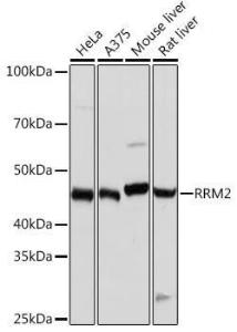 Antibody A308175-100 100 µl