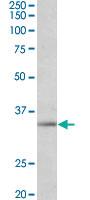 Anti-SPON2 Goat Polyclonal Antibody