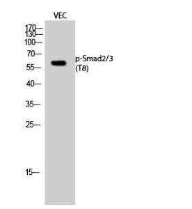 Western blot analysis of VEC cells using Anti-Smad2 + Smad3 (phospho Thr8) Antibody