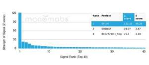 Anti-SP100 Mouse Monoclonal Antibody [Clone: PCRP-SP100-1B9]