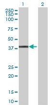 Anti-HSPBP1 Mouse Polyclonal Antibody