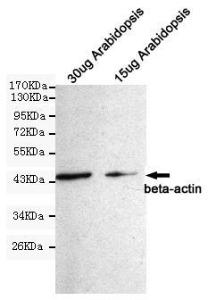 Anti-ACTB Mouse Monoclonal Antibody [clone: 13k1]