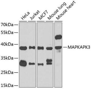 Anti-MK-3 Rabbit Polyclonal Antibody