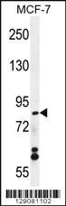 Anti-WDR27 Rabbit Polyclonal Antibody