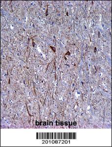 Anti-INA Mouse Monoclonal Antibody (FITC (Fluorescein Isothiocyanate)) [clone: 257CT7.1.2]