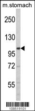 Anti-SUMO3 Mouse Monoclonal Antibody