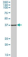 Anti-HSPBP1 Mouse Polyclonal Antibody