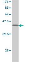 Anti-EIF4EBP1 Mouse Monoclonal Antibody [clone: 4F3-H2]