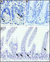 Anti-DCLK1 Rabbit Polyclonal Antibody (Biotin)