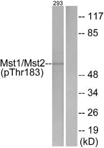 Anti-Mst1 and Mst2