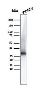 Western blot analysis of human kidney tissue lysate using Anti-Adiponectin Antibody [ADPN/4255]