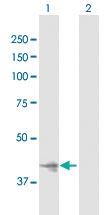 Anti-IMPAD1 Mouse Polyclonal Antibody