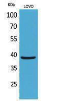 Western blot analysis of LOVO cells using Anti-KLF1 Antibody