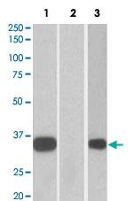 Anti-KCNIP3 Goat Polyclonal Antibody