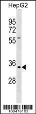 Anti-KLK9 Rabbit Polyclonal Antibody