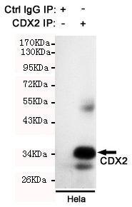 Anti-CDX2 Mouse Monoclonal Antibody [clone: 13k30]