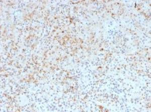 Antibody anti-SPARC OSTN3932 100 µg