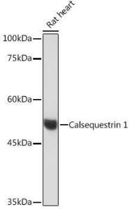 Western blot analysis of extracts of Rat heart, using Anti-Calsequestrin 1 Antibody [ARC2209] (A305681) at 1:500 dilution