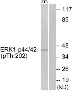 Western blot analysis of lysates from NIH/3T3 cells treated with IFN 2500U/ml 30' using Anti-ERK1 + ERK2 (phospho Thr202) Antibody. The right hand lane represents a negative control, where the antibody is blocked by the immunising peptide.