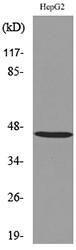 Antibody anti-HOXD3 100 µg