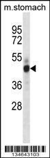 Anti-Mst4 Rabbit Polyclonal Antibody (APC (Allophycocyanin))