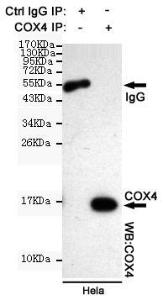 Anti-COX IV Mouse Monoclonal Antibody [clone: 13k36]